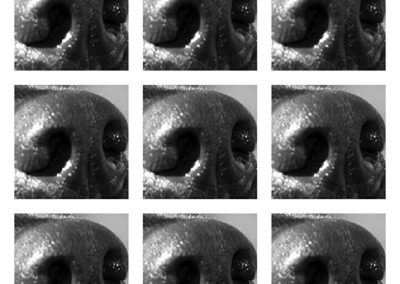Noses